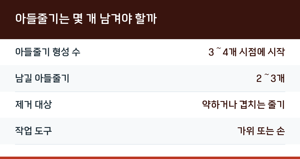 아들줄기는 몇 개 남겨야 할까