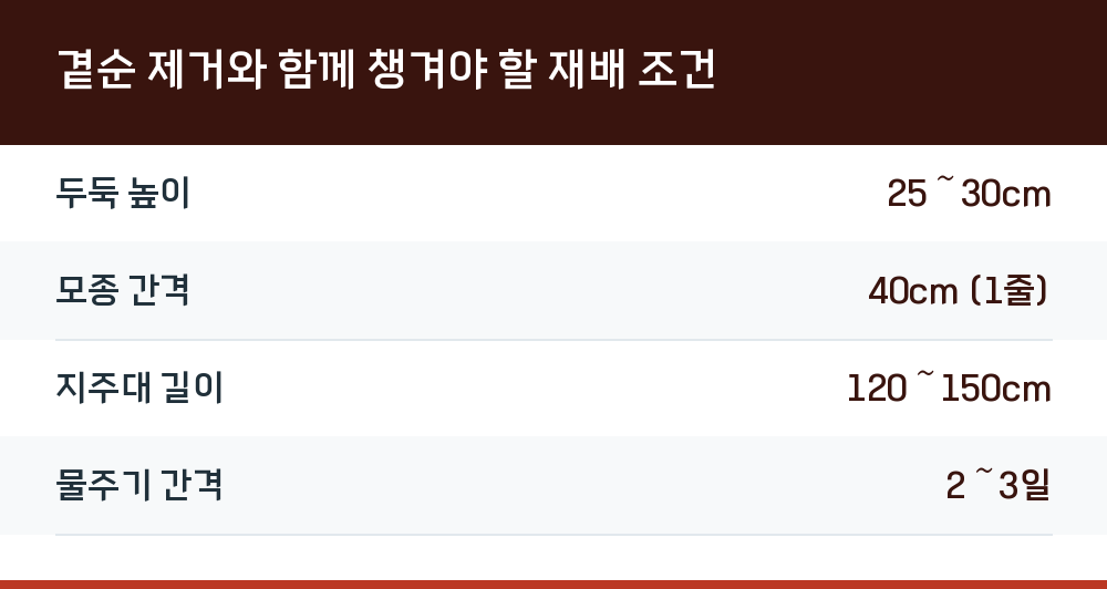 곁순 제거와 함께 챙겨야 할 재배 조건