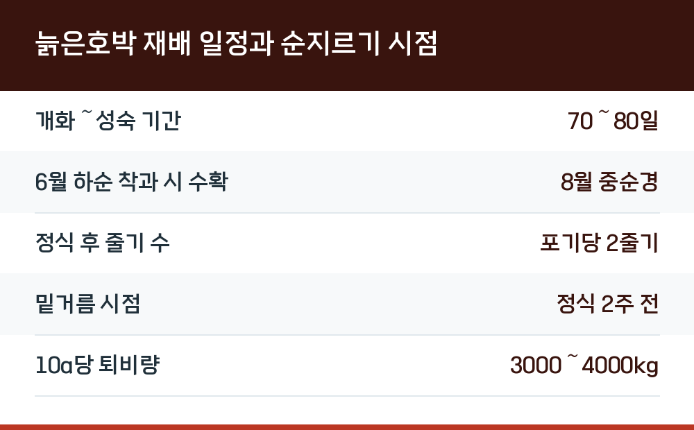 늙은호박 재배 일정과 순지르기 시점