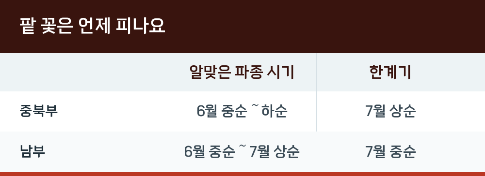 팥 꽃은 언제 피나요
