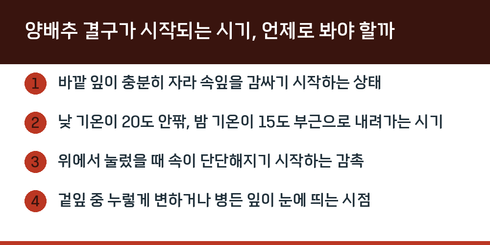 양배추 결구가 시작되는 시기, 언제로 봐야 할까