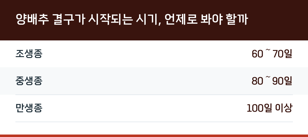 양배추 결구가 시작되는 시기, 언제로 봐야 할까