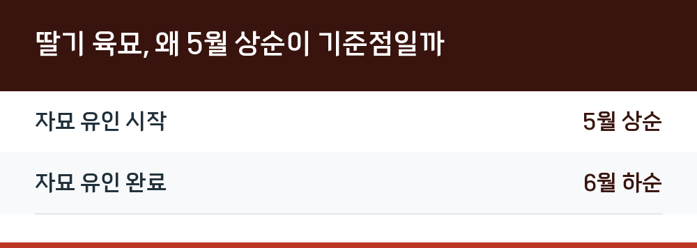 딸기 육묘, 왜 5월 상순이 기준점일까