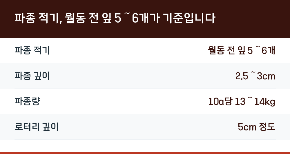 파종 적기, 월동 전 잎 5~6개가 기준입니다