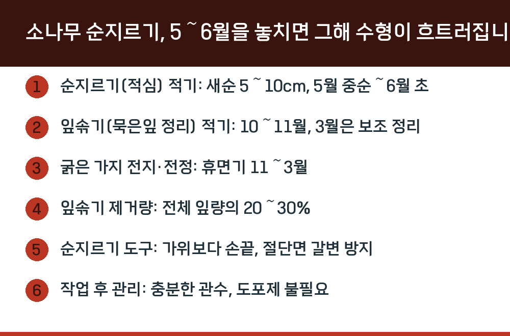 소나무 순지르기, 5～6월을 놓치면 그해 수형이 흐트러집니다