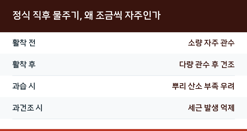 정식 직후 물주기, 왜 조금씩 자주인가