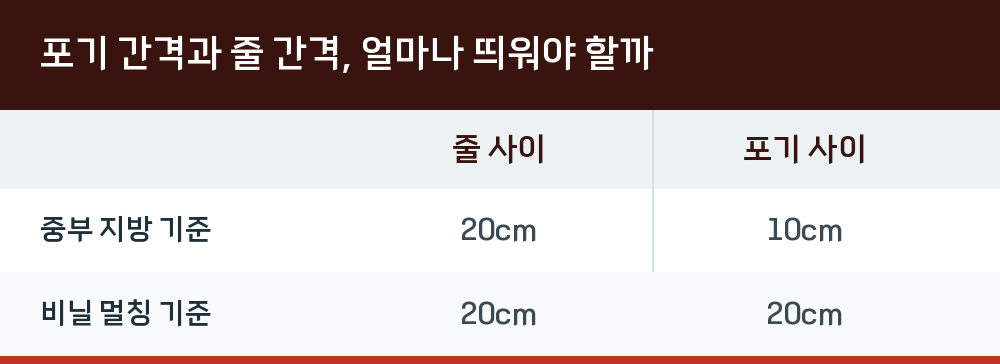 포기 간격과 줄 간격, 얼마나 띄워야 할까