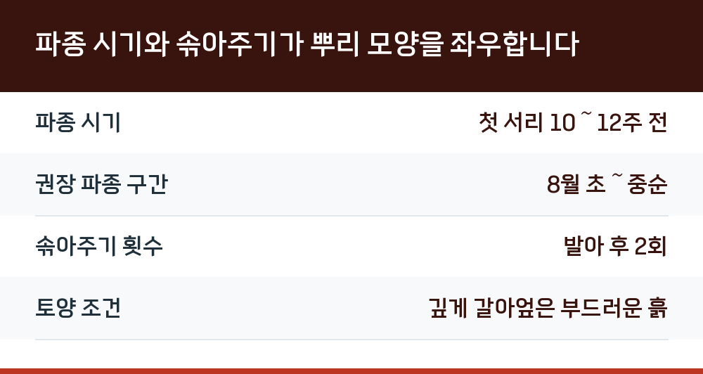 파종 시기와 솎아주기가 뿌리 모양을 좌우합니다