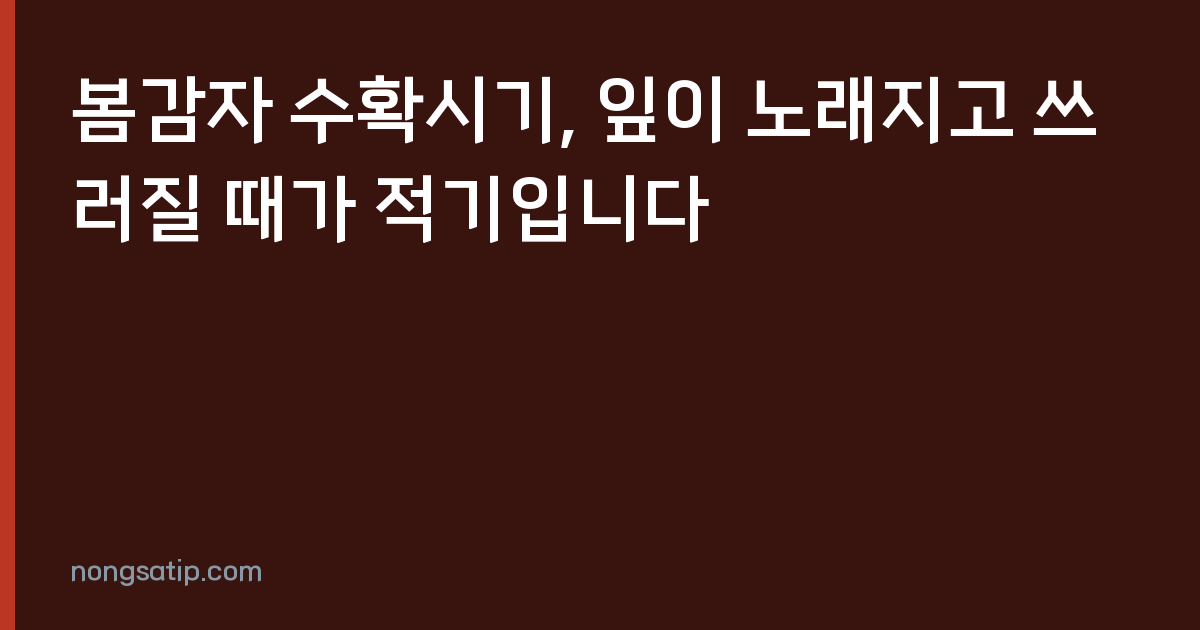 봄감자 수확시기, 잎이 노래지고 쓰러질 때가 적기입니다