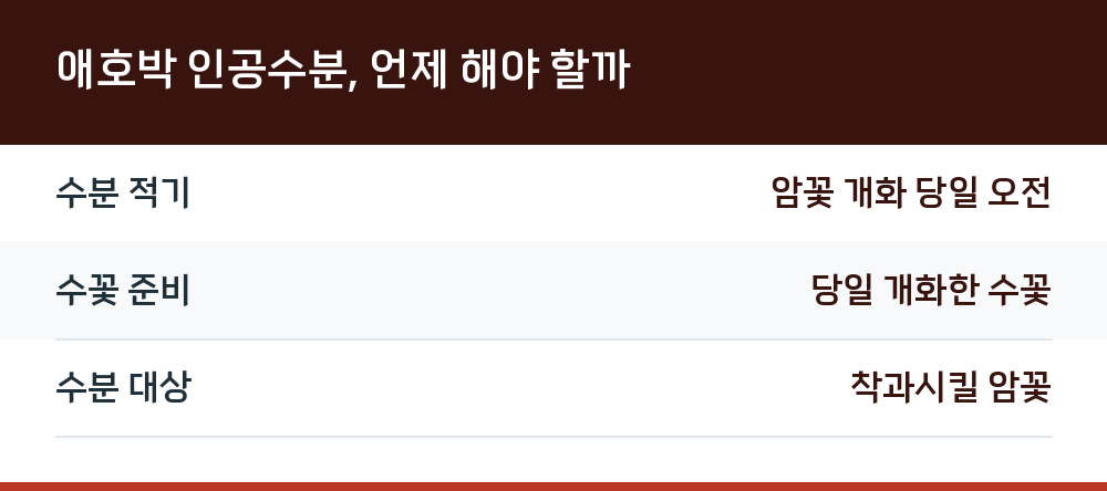 애호박 인공수분, 언제 해야 할까