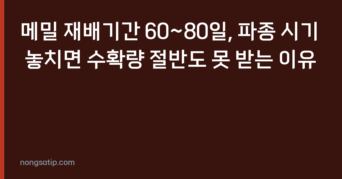 메밀 재배기간 60~80일, 파종 시기 놓치면 수확량 절반도 못 받는 이유