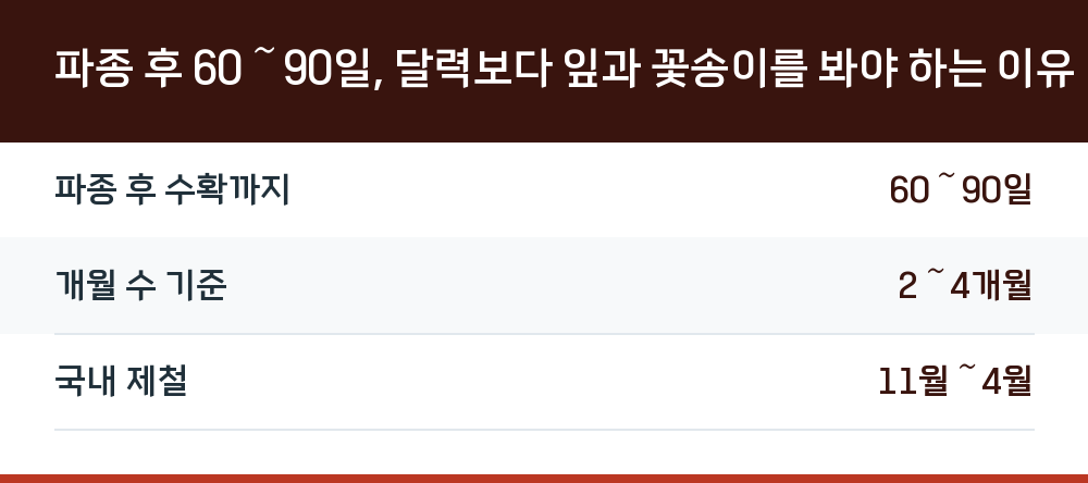 파종 후 60~90일, 달력보다 잎과 꽃송이를 봐야 하는 이유