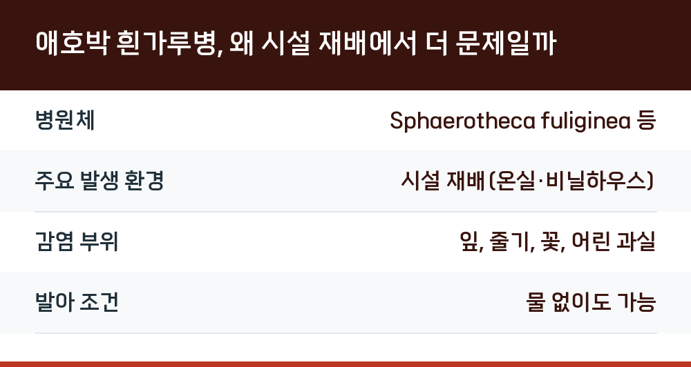애호박 흰가루병, 왜 시설 재배에서 더 문제일까