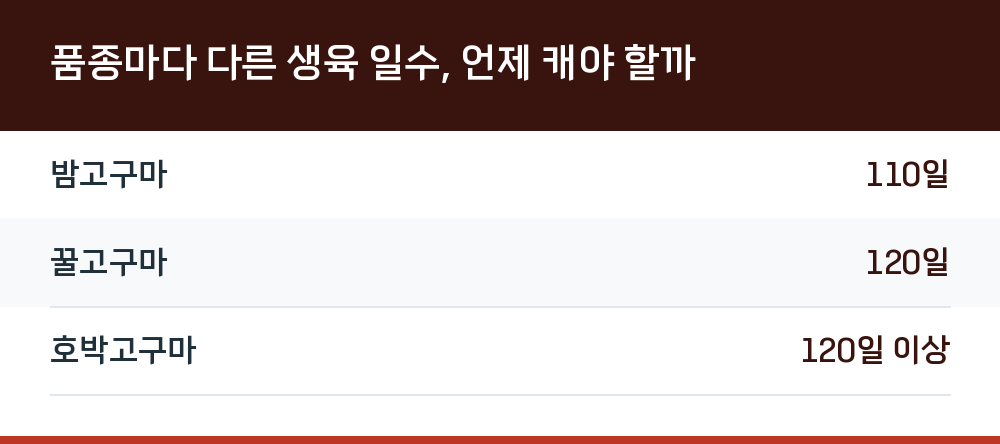 품종마다 다른 생육 일수, 언제 캐야 할까