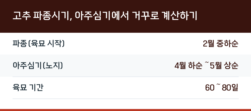 고추 파종시기, 아주심기에서 거꾸로 계산하기