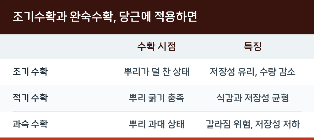 조기수확과 완숙수확, 당근에 적용하면