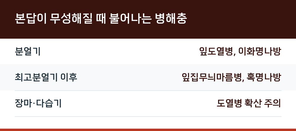 본답이 무성해질 때 불어나는 병해충