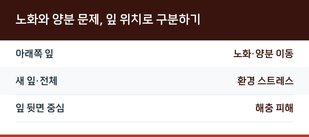 노화와 양분 문제, 잎 위치로 구분하기
