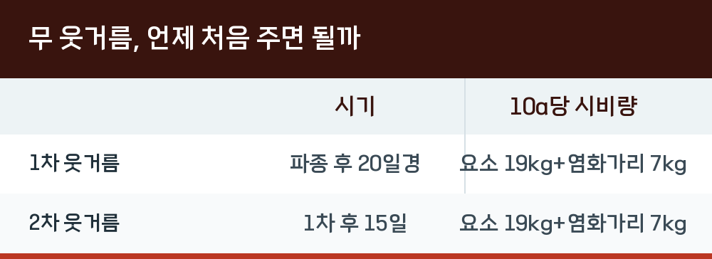 무 웃거름, 언제 처음 주면 될까