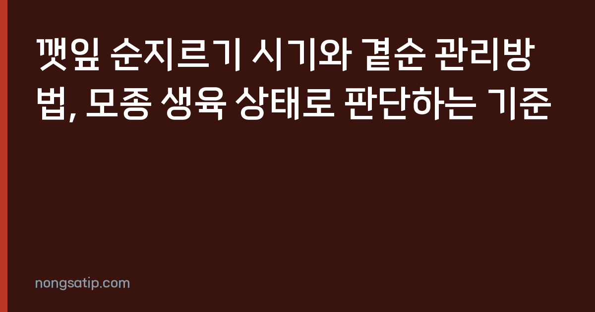 깻잎 순지르기 시기와 곁순 관리방법, 모종 생육 상태로 판단하는 기준