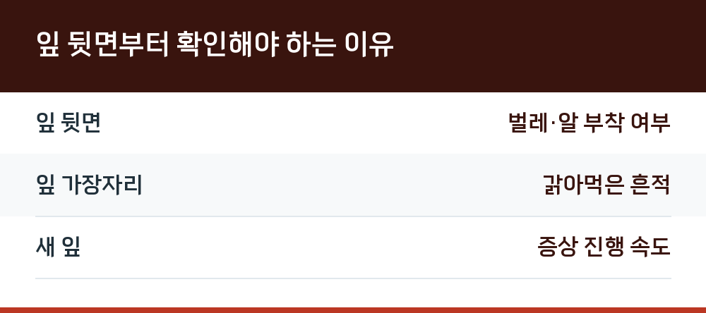 잎 뒷면부터 확인해야 하는 이유