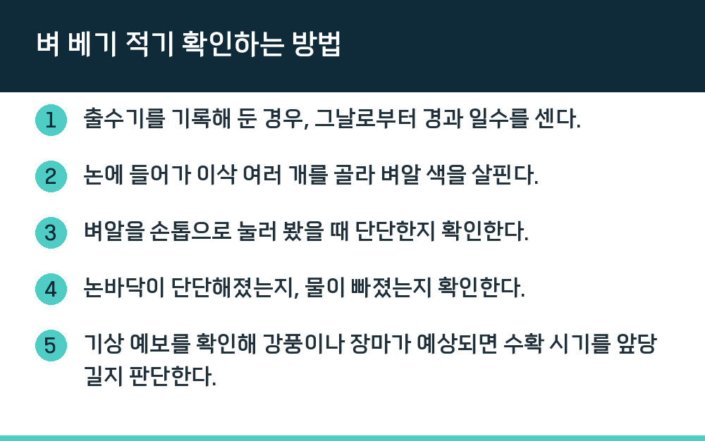 벼 베기 적기 확인하는 방법