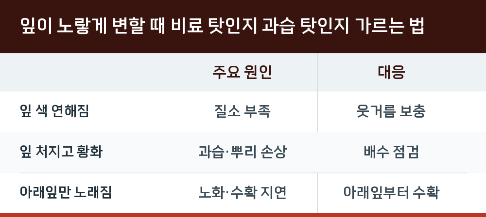 잎이 노랗게 변할 때 비료 탓인지 과습 탓인지 가르는 법