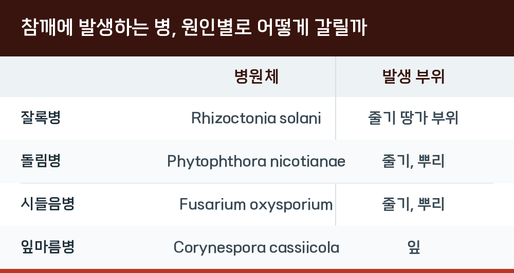 참깨에 발생하는 병, 원인별로 어떻게 갈릴까