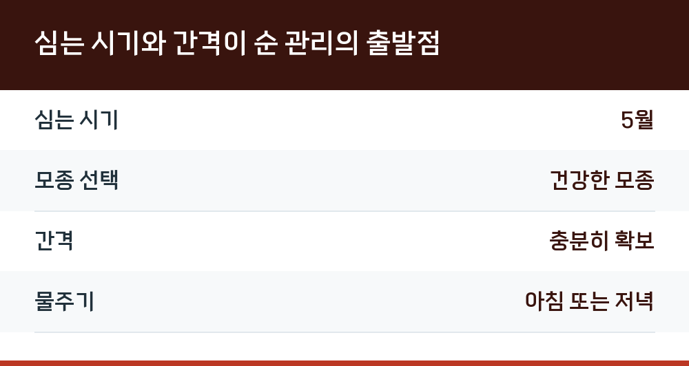 심는 시기와 간격이 순 관리의 출발점