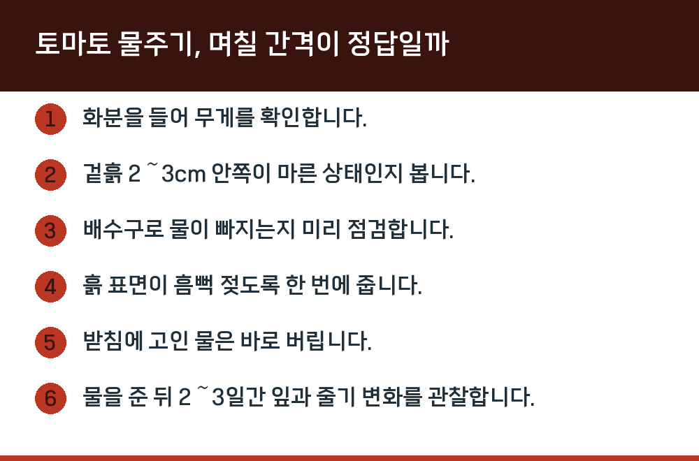 토마토 물주기, 며칠 간격이 정답일까
