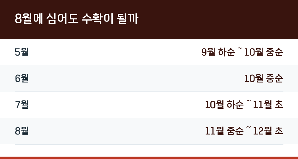 8월에 심어도 수확이 될까