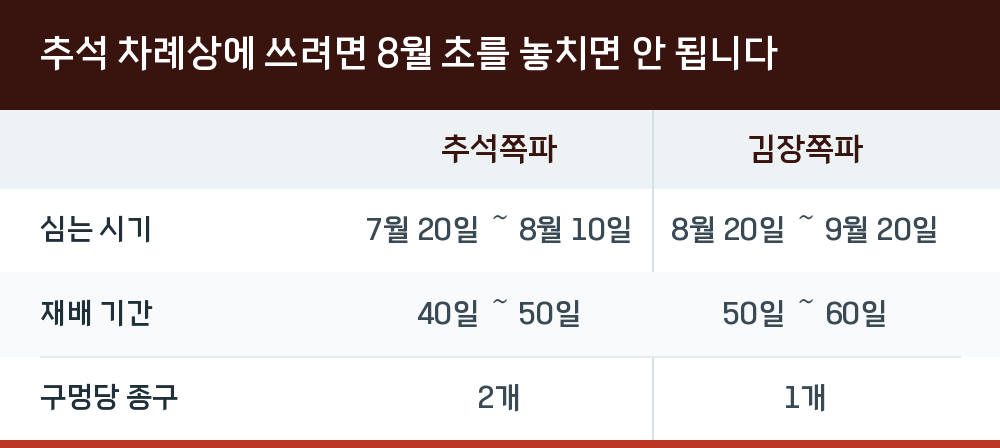 추석 차례상에 쓰려면 8월 초를 놓치면 안 됩니다