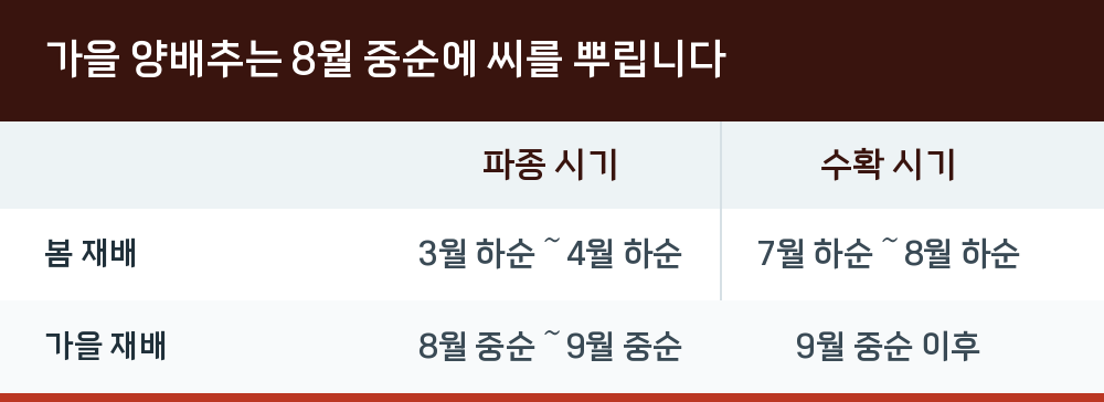 가을 양배추는 8월 중순에 씨를 뿌립니다