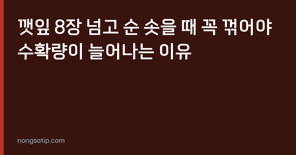 깻잎 8장 넘고 순 솟을 때 꼭 꺾어야 수확량이 늘어나는 이유