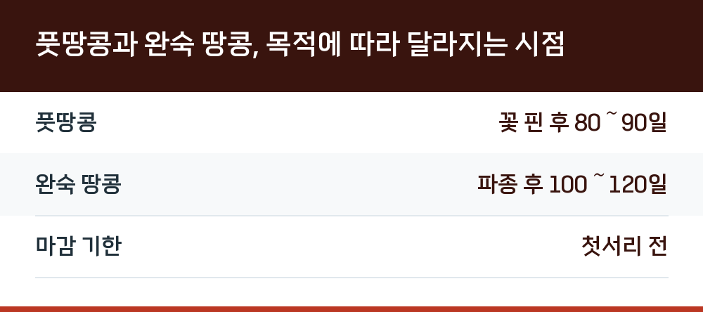 풋땅콩과 완숙 땅콩, 목적에 따라 달라지는 시점