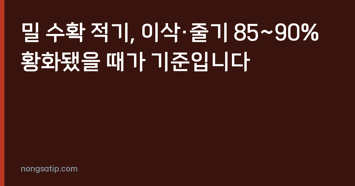 밀 수확 적기, 이삭·줄기 85~90% 황화됐을 때가 기준입니다