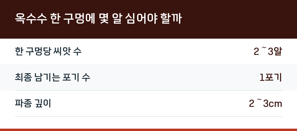 옥수수 한 구멍에 몇 알 심어야 할까