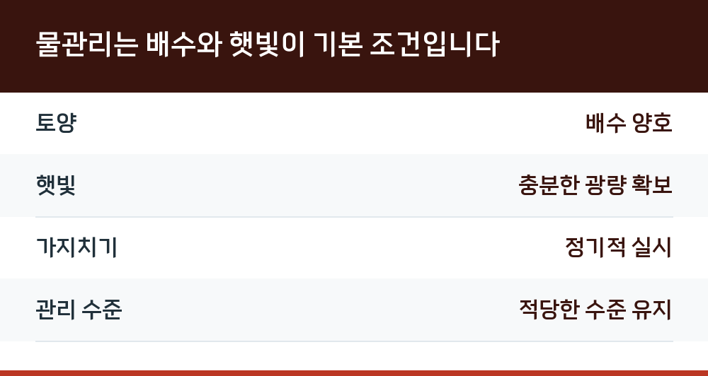물관리는 배수와 햇빛이 기본 조건입니다