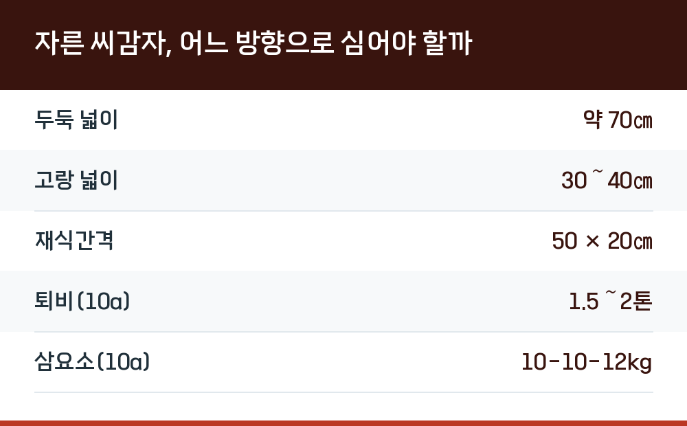 자른 씨감자, 어느 방향으로 심어야 할까