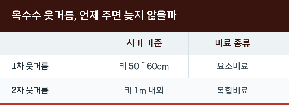 옥수수 웃거름, 언제 주면 늦지 않을까