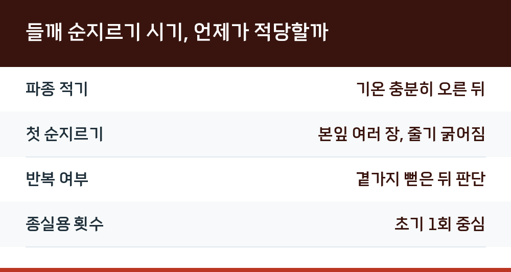 들깨 순지르기 시기, 언제가 적당할까