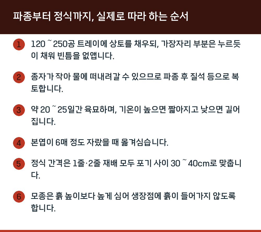 파종부터 정식까지, 실제로 따라 하는 순서