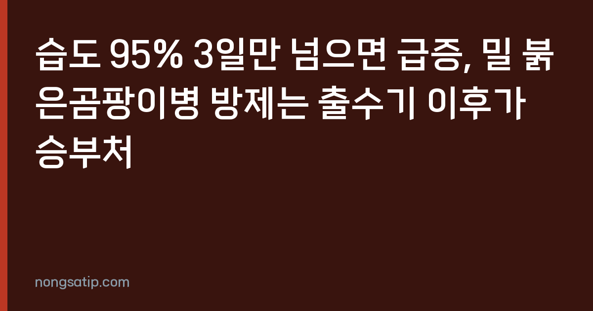 습도 95% 3일만 넘으면 급증, 밀 붉은곰팡이병 방제는 출수기 이후가 승부처