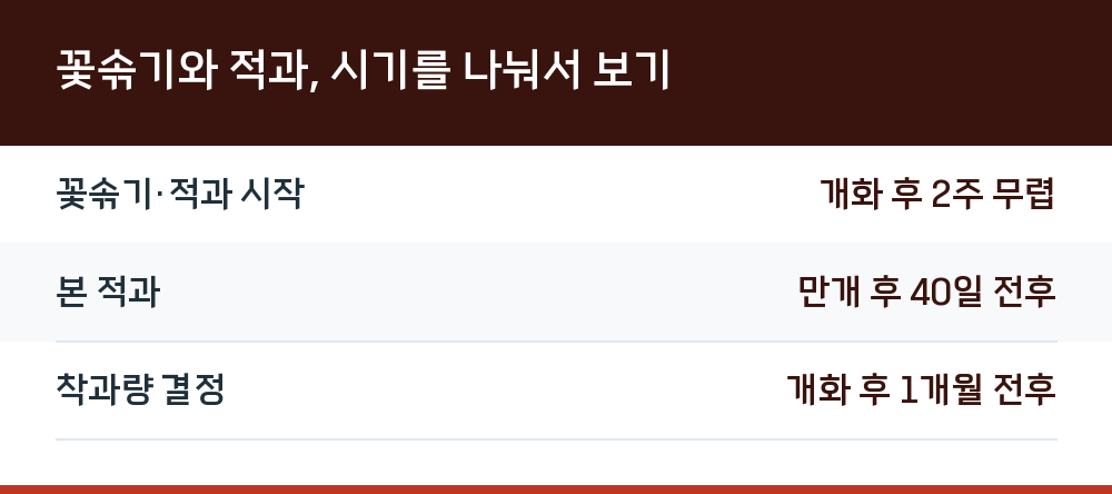 꽃솎기와 적과, 시기를 나눠서 보기