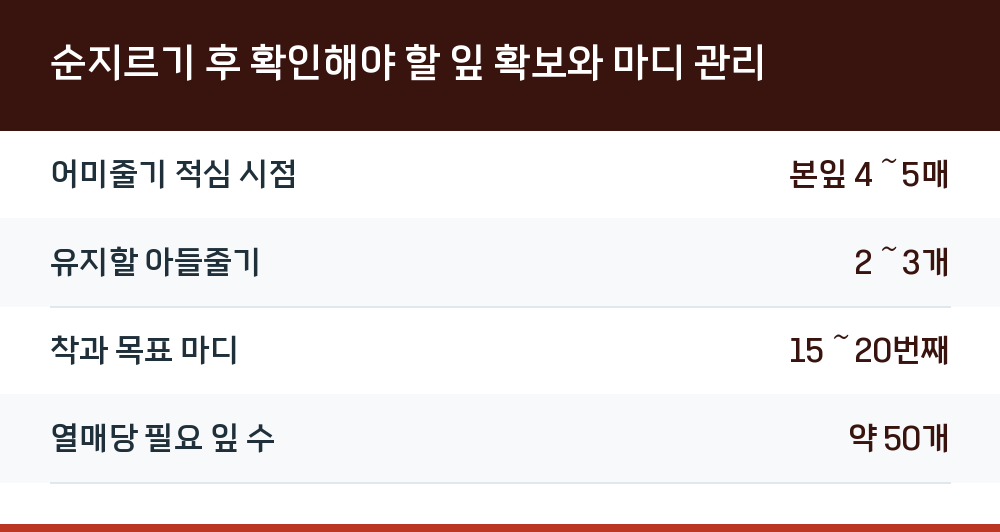 순지르기 후 확인해야 할 잎 확보와 마디 관리