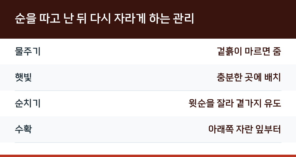 순을 따고 난 뒤 다시 자라게 하는 관리