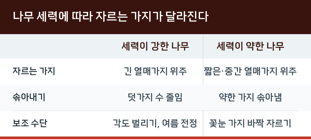 나무 세력에 따라 자르는 가지가 달라진다