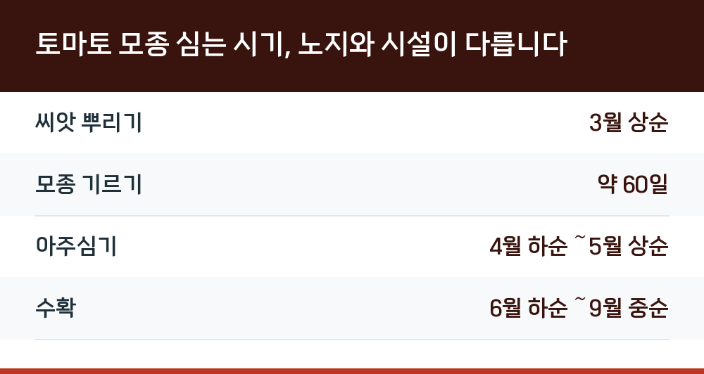 토마토 모종 심는 시기, 노지와 시설이 다릅니다
