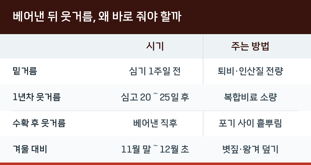 베어낸 뒤 웃거름, 왜 바로 줘야 할까