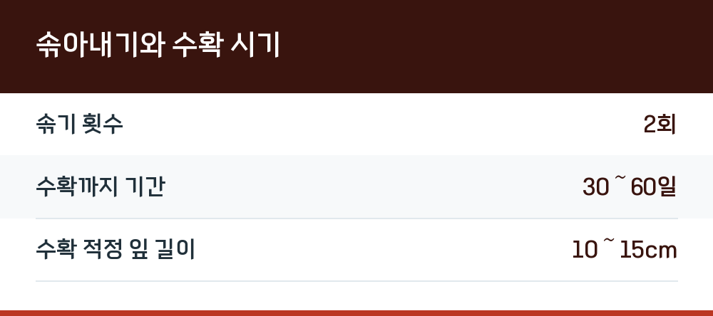 솎아내기와 수확 시기